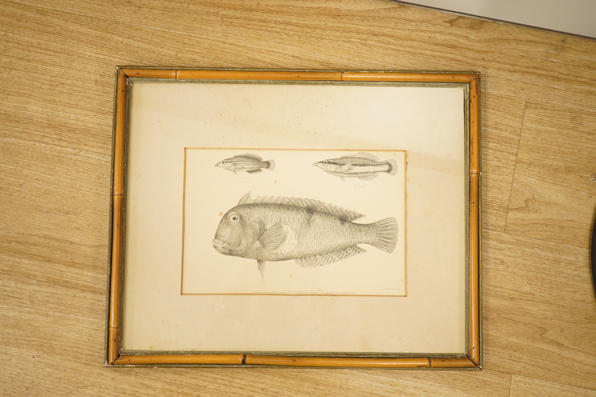 J. Green, lithograph, fish to include ‘A. Novacula aneitensis’, 19 x 29cm, bamboo frame. Condition - some foxing